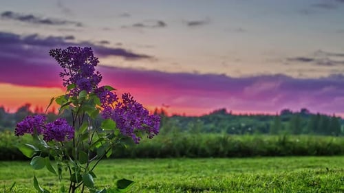 Purple Flowers Against Sunset Sky Time Lapse