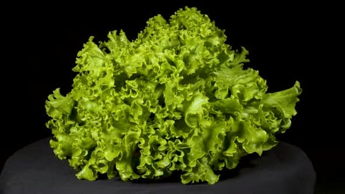 Green Lettuce Rotating on a Gray Platform