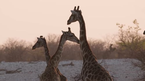 Family Of African Giraffes Standing In The Savannah During Sunset In Africa. - close up shot