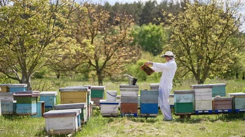 Small rural apiary of wooden beehives.