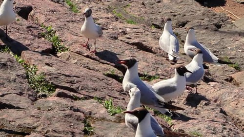 Flock of Birds on Rocky Shoreline