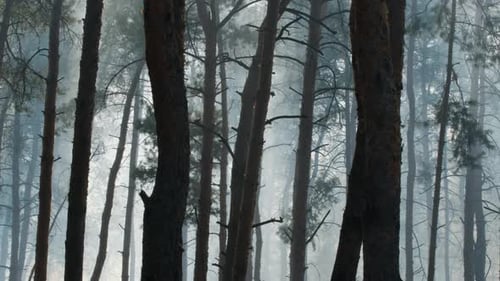 Mysterious Pine Forest with Wind, Smoke, and Foggy Darkness