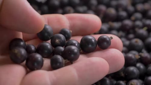Black Currants in Hand Close Up Shot