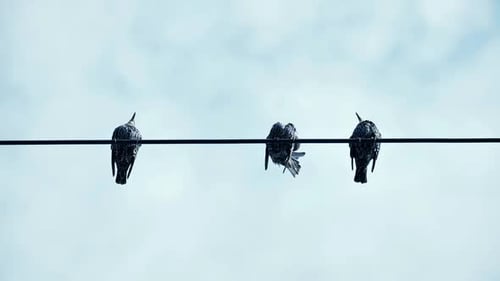 Three Birds Perched on a Wire Against Sky