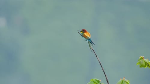 European Bee Eater