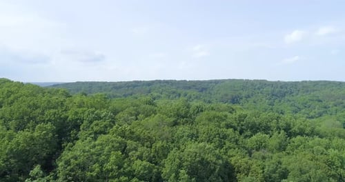 Un survol époustouflant de la forêt avec la canopée en contrebas.
