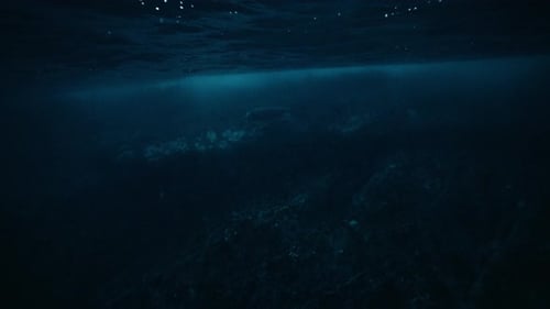 Rocky Arctic Seabed with Kelp Forest Beneath Cold Ocean Water