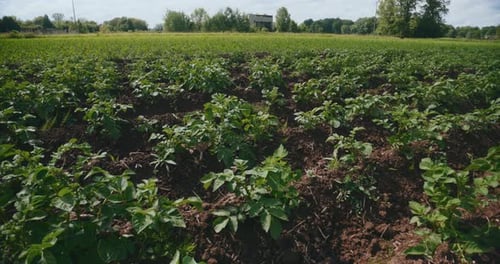 Agricultural Field of Edible Potatoes Ecological Cultivation
