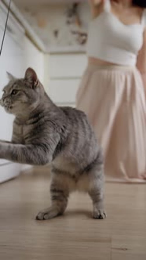 Playful Tabby Cat and Woman Play Together Indoors
