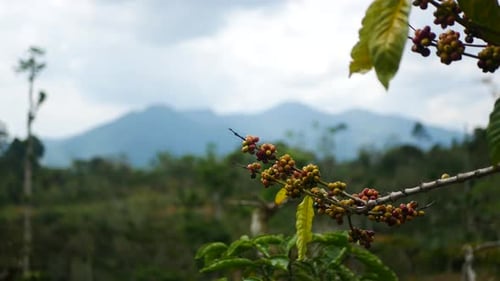 fresh coffee berries