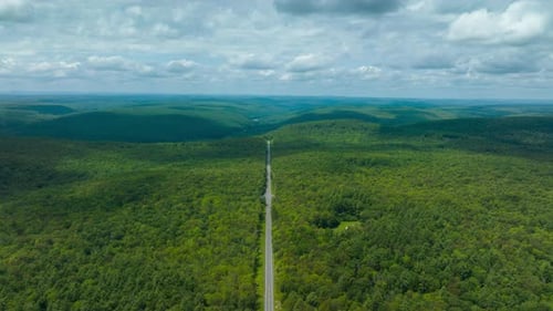 Road Through Lush Forest from Above