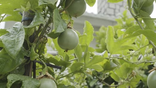 Maracujá verde em um arbusto de maracujá no jardim.
