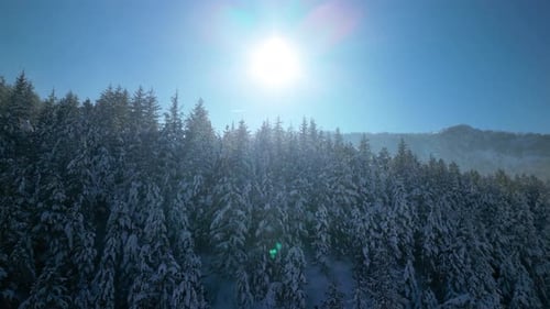 Aerial View of Snow Covered Forest in Winter