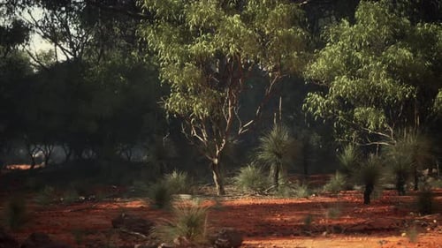 A Dense Forest with a Cluster of Towering Trees in the Center