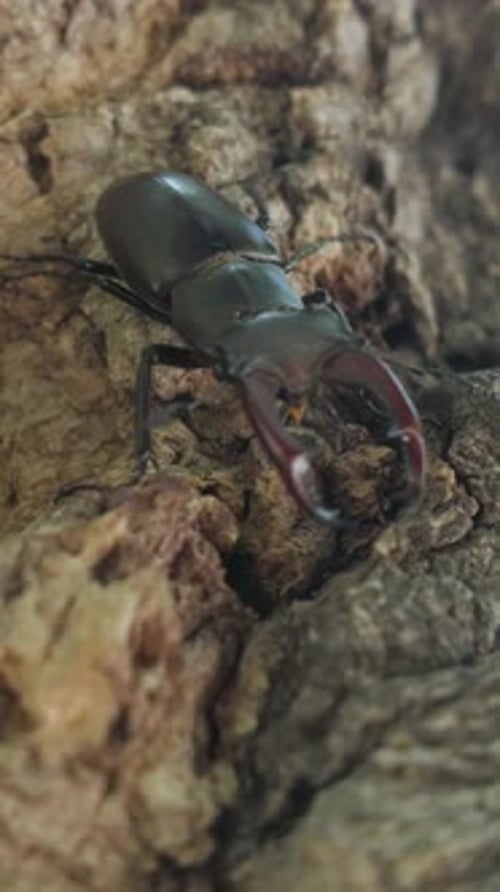 Stag Beetle Close Up on Tree Bark