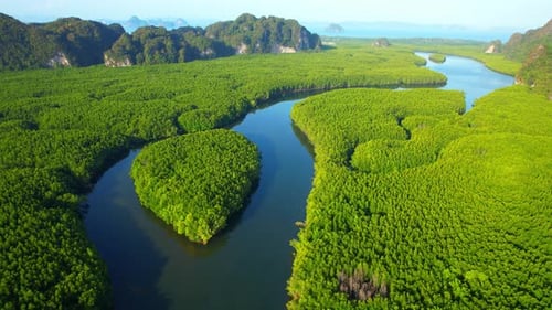 Aerial view over green mangrove forest