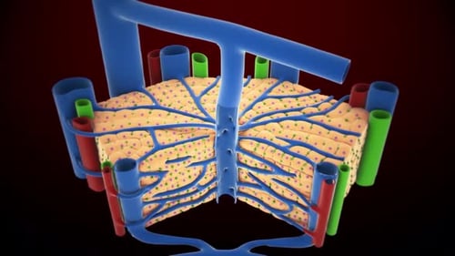 Detailed human liver anatomy with ribcage and close-up view
