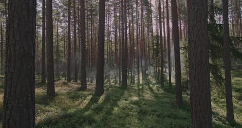 Beautiful pine forest in the morning sunlight with mist hovering between the trees. Concept of a gre