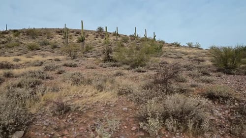Riesige Saguaro-Kakteen im Phoenix-Tal