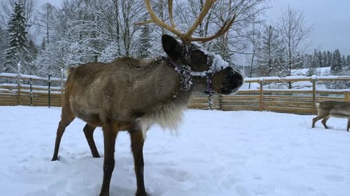 Reindeer Enjoying Winter Snow Outdoors