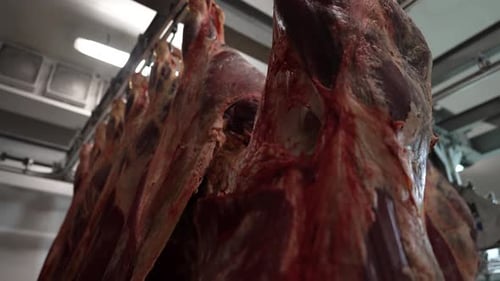 Raw Beef Carcasses Hanging in Cold Storage