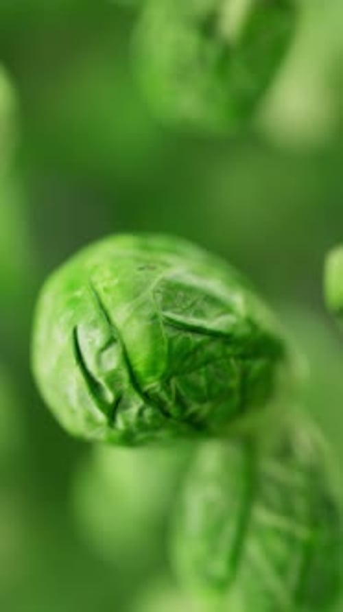Animation of a group of brussels sprouts. Defocus. Close-up.