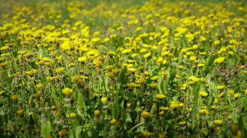 Yellow Dandelions in a Green Meadow