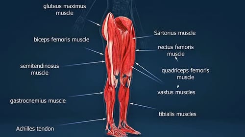 Detailed 3D Human Leg Muscle Anatomy with Labels
