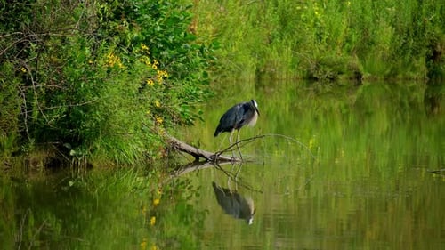 Grey Heron Fishing in a Lake at Forest Sunny Day