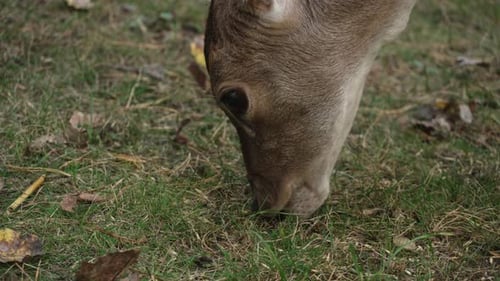 Face of white tailed spotted young deer eating grass close up slow motion. Young true deer grazing