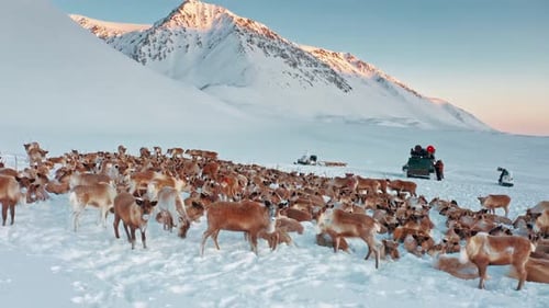 Vista aérea: montanhas cobertas de neve e rebanhos selvagens