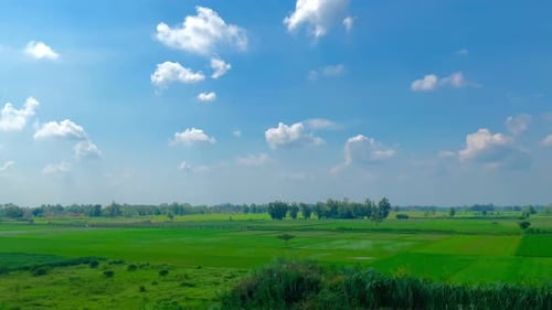 green and fresh rice plants in the rice fields