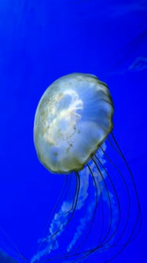 Jellyfish Drifting in Deep Blue Ocean