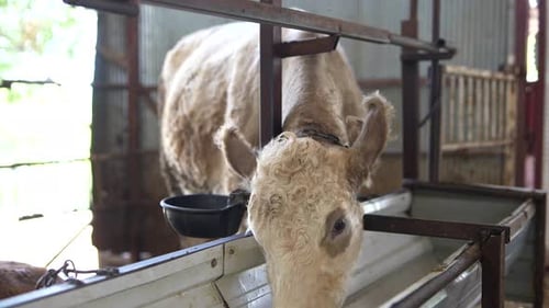 A Young Calf is Positioned in a Barnlike Setting Near a Feeding Trough Where It Can Eat