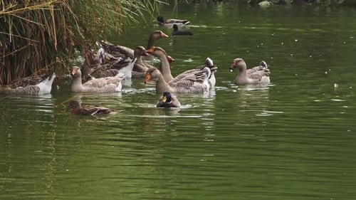 Floating Geese And Flock Of Wild Birds 1