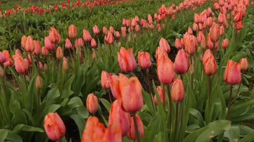 Field of Tulip Flowers Background