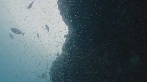 School of baitfish hides under the rock. Underwater deep sea scene with tiny fish