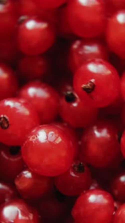 Close-up of Vibrant, Ripe, Red Currants