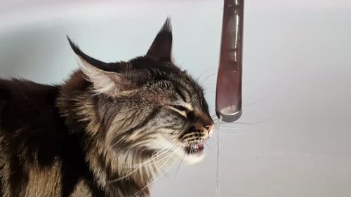 Maine Coon Tabby cat pedigree breed, drinking water from tap, hydratation