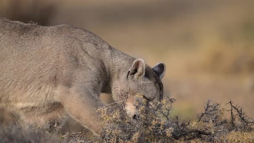 Puma Sniffing the Ground in the Wild Landscapes of Chile