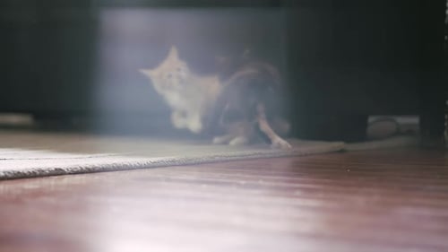 Zwei süße Ragdoll-Kätzchen spielen mit buntem Spielzeug auf dem Boden