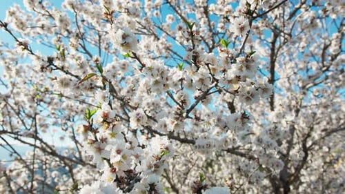 White Tree Blossoms in Spring Against Blue Sky