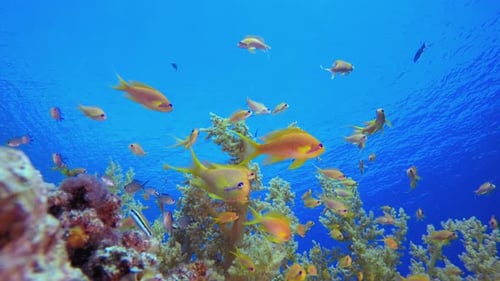 Fische, Korallen, Riffe
