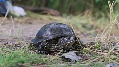 La tortue de rivière européenne gît au sol Emys Orbicularis CloseUp