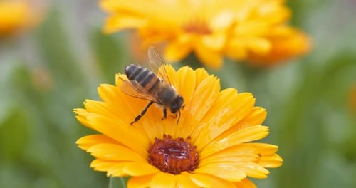 Slow Motion Footage Of Honey Bee