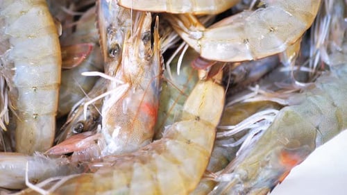 Raw Prawns Closeup: Fresh Seafood Ingredients