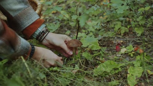 Woman Picking Mushroom into Wicker Basket in the Woods