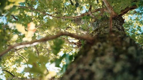 Plano panorámico de un árbol, con el tronco en primer plano, una muñeca en el árbol, un roble con las hojas de