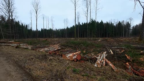 Deforestation Scene: Logs in a Cleared Forest Area