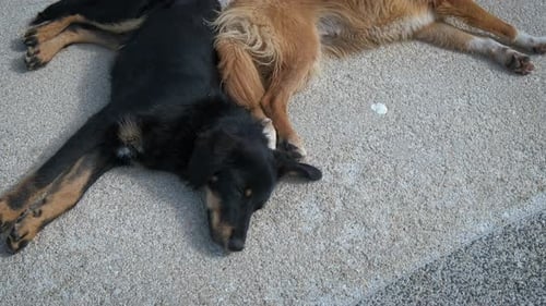 Faule Hunde schlafen auf der Straße
